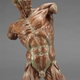 Illustration for article titled 29 Anatomical Models That Will Haunt Your Dreams Tonight
